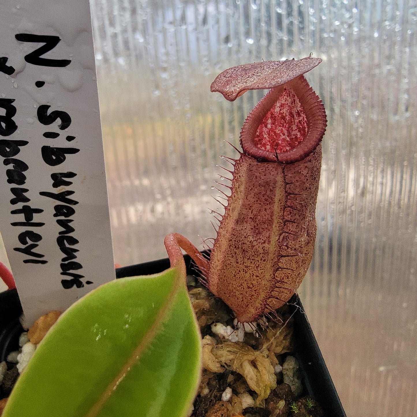 Nepenthes sibuyanensis x robcantleyi BE