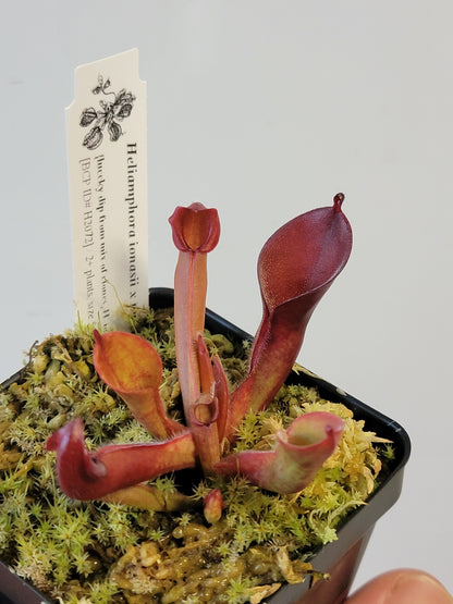 Heliamphora ionasii x pulchella BCP