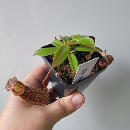 Nepenthes burkei x hamata BE