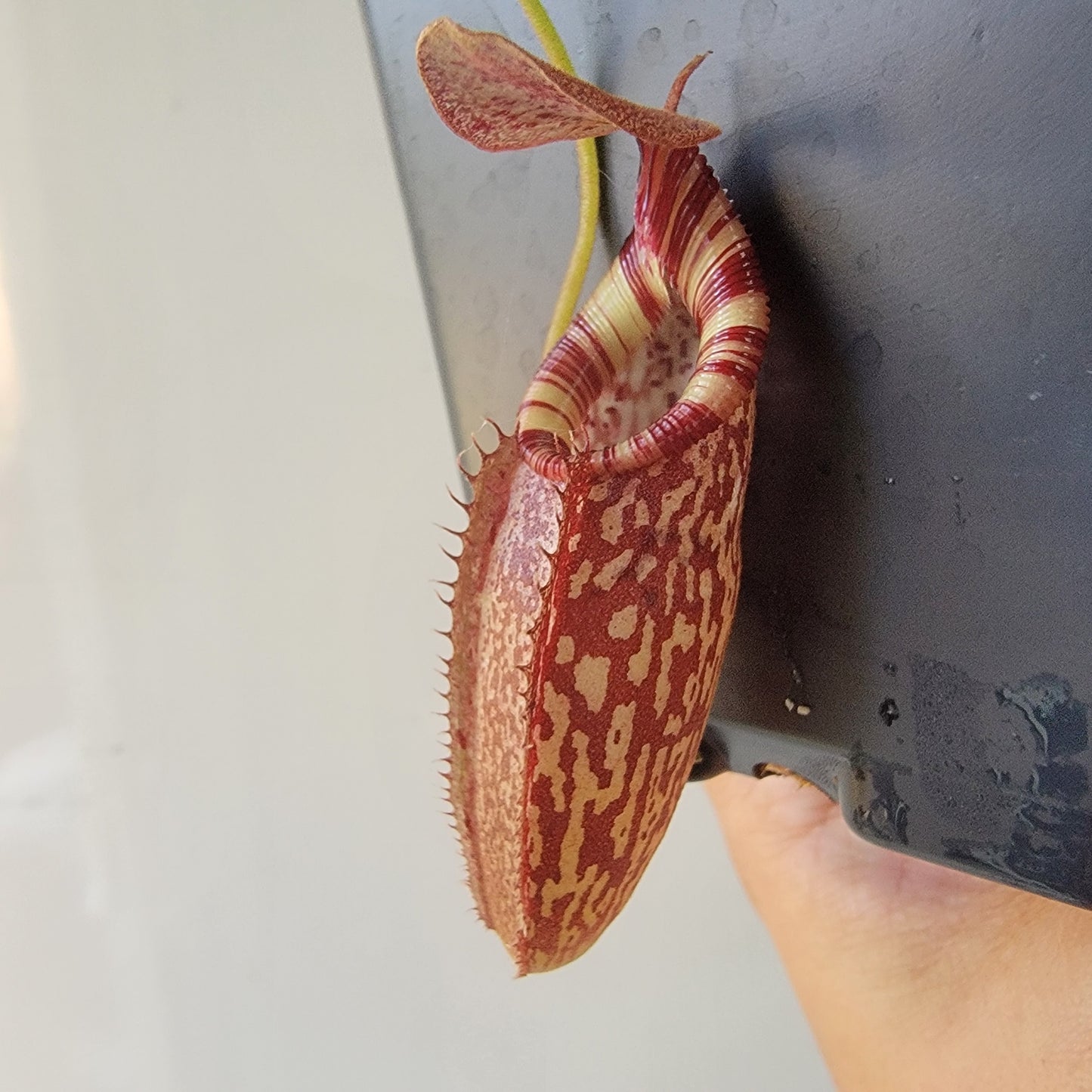 Nepenthes talangensis x spectabilis BE