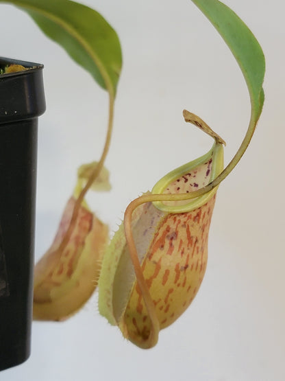 Nepenthes glabrata x veitchii BE