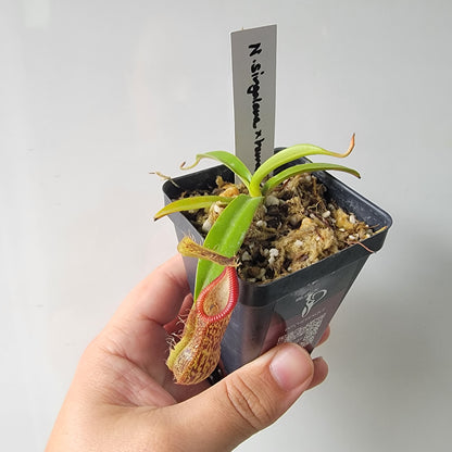 Nepenthes singalana x hamata BE