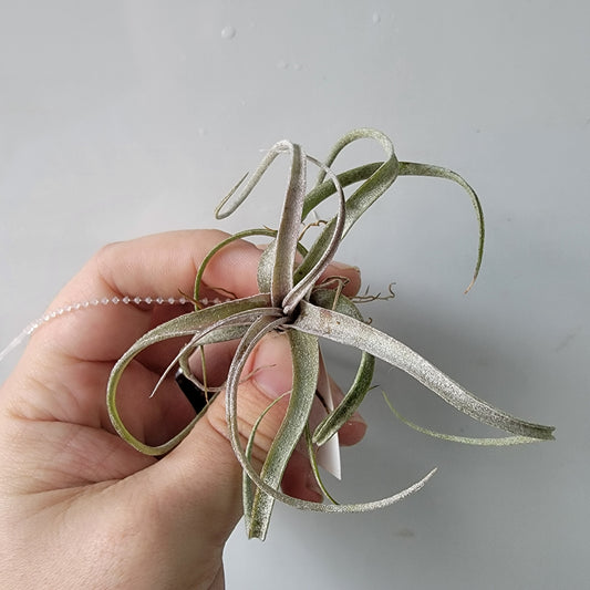 Tillandsia x Sidewinder