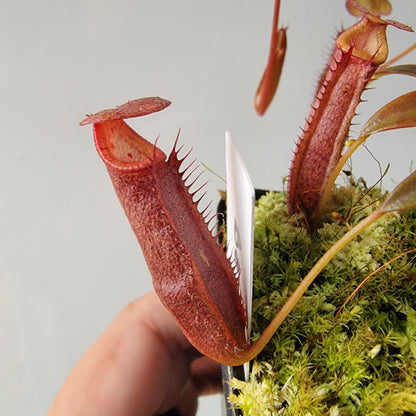 Nepenthes densiflora BE