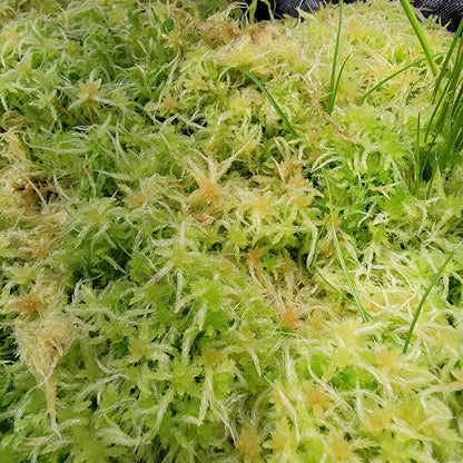 Sphagnum moss live 1 QT