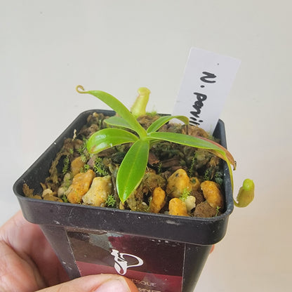Nepenthes pervillei BCP