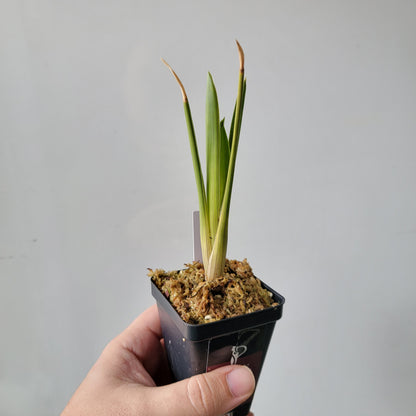 Brocchinia reducta BCP
