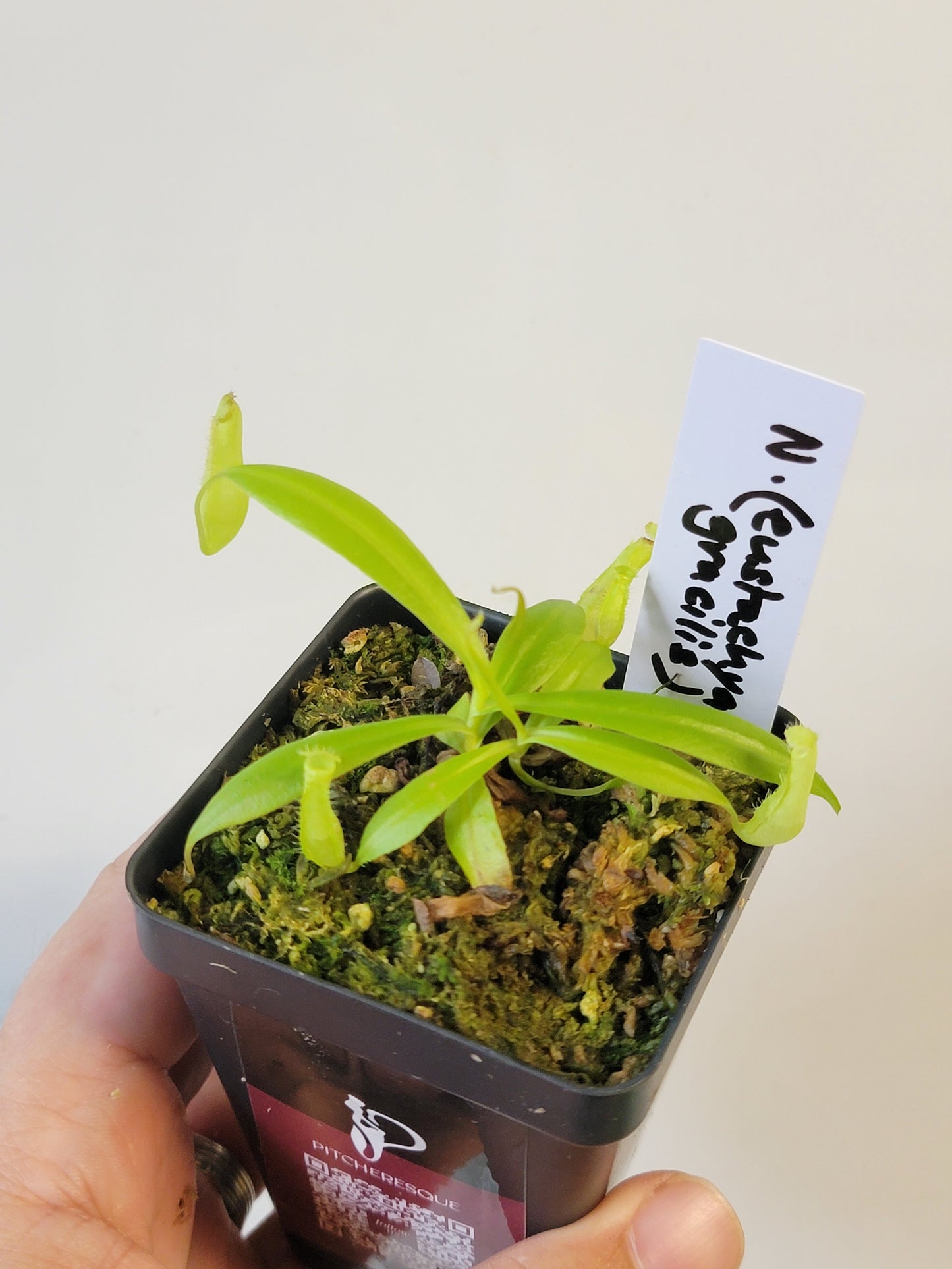 Nepenthes eustachya x gracilis BCP