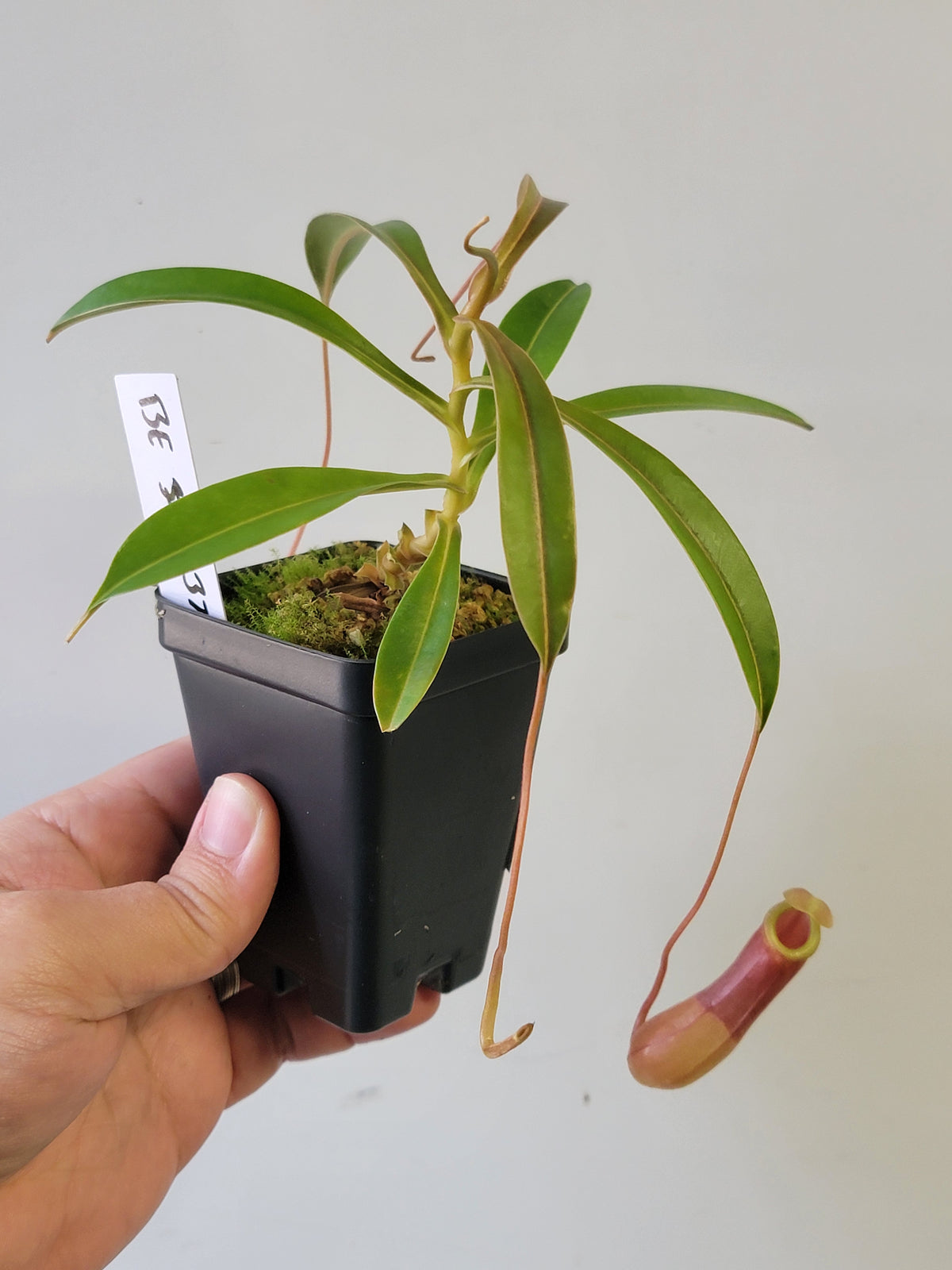 Nepenthes barcelonae BE