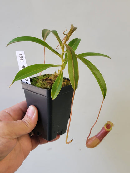 Nepenthes barcelonae BE