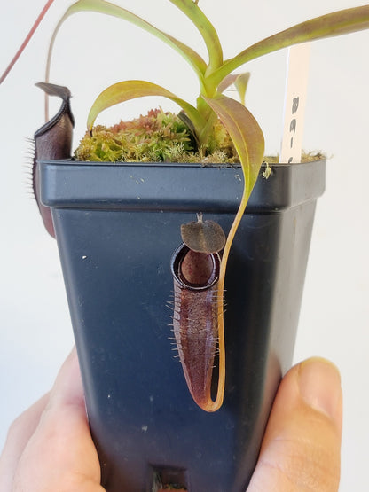 Nepenthes lingulata x jamban BE