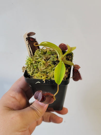 Nepenthes hamata x lowii BE