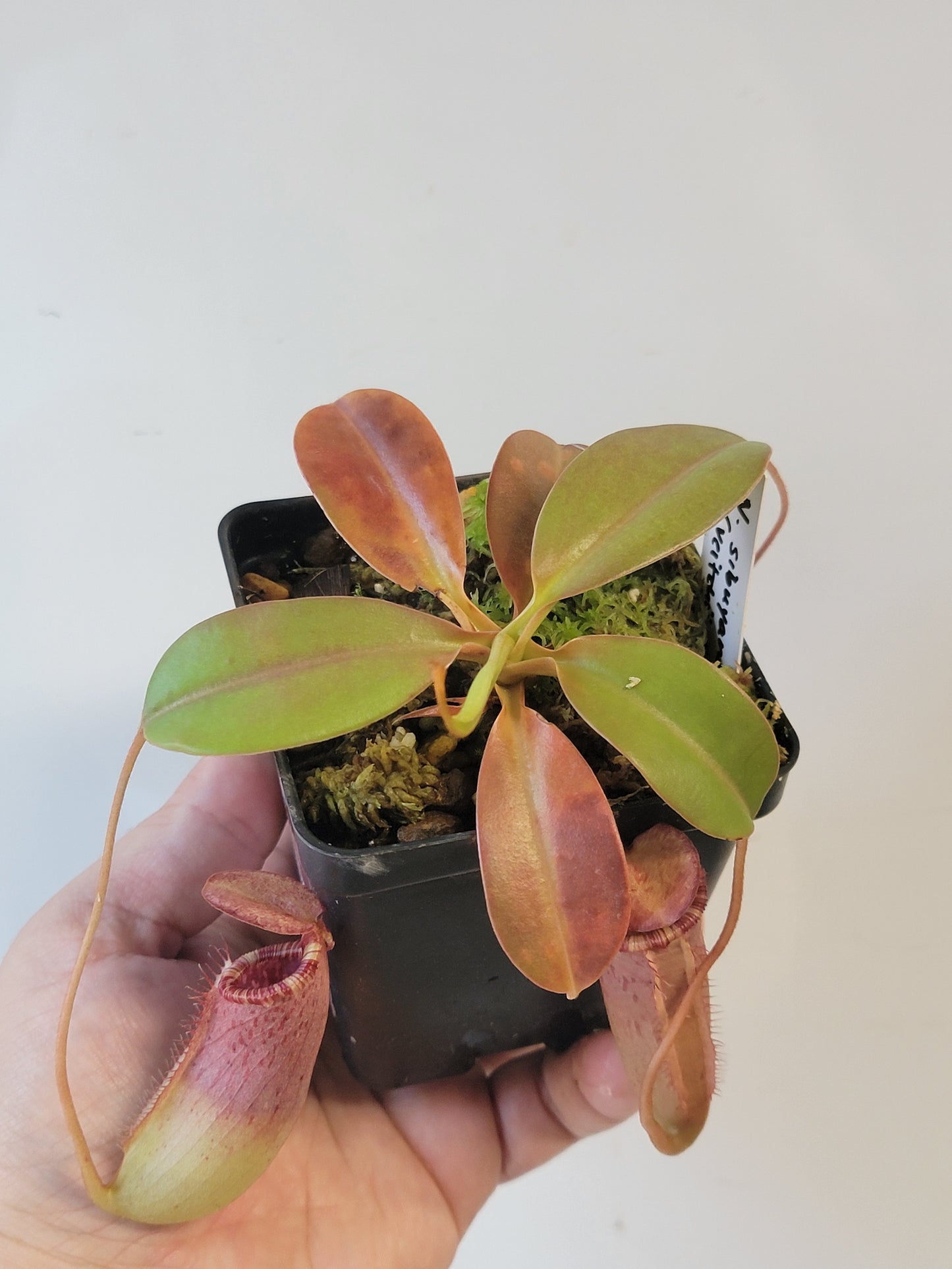 Nepenthes sibuyanensis x veitchii x lowii BE