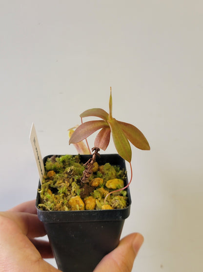 Nepenthes mapuluensis BCP
