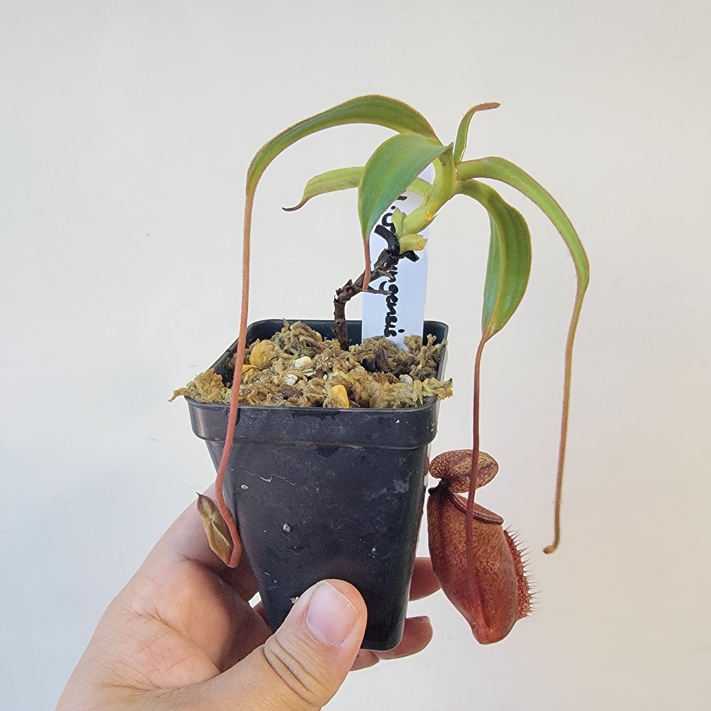 Nepenthes gantungensis BCP