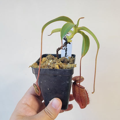 Nepenthes gantungensis BCP
