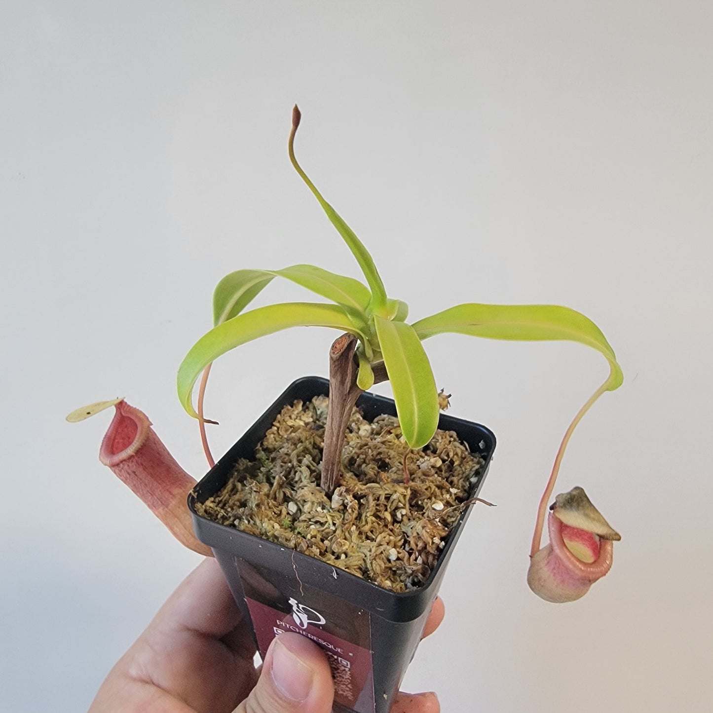 Nepenthes ventricosa 'HI clone'