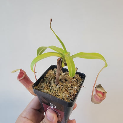 Nepenthes ventricosa 'HI clone'