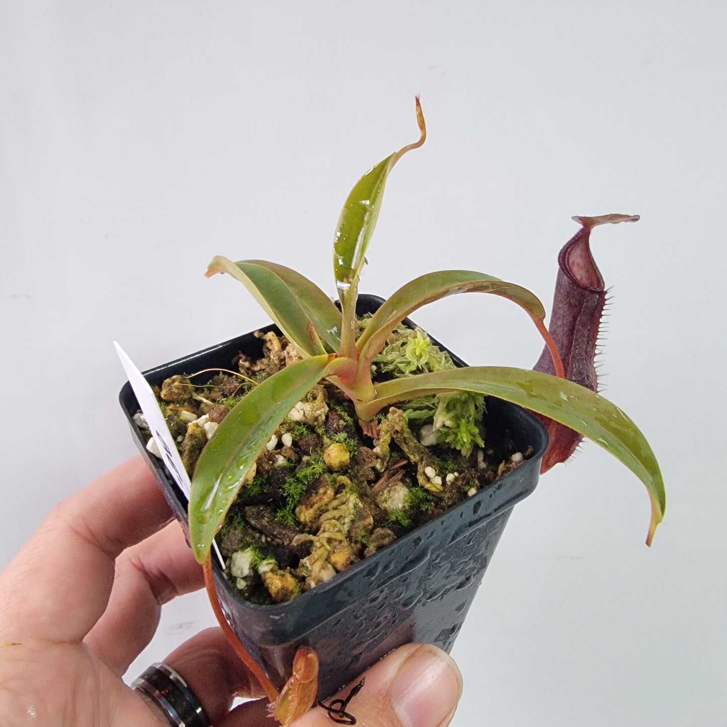 Nepenthes ramispina x singalana BE