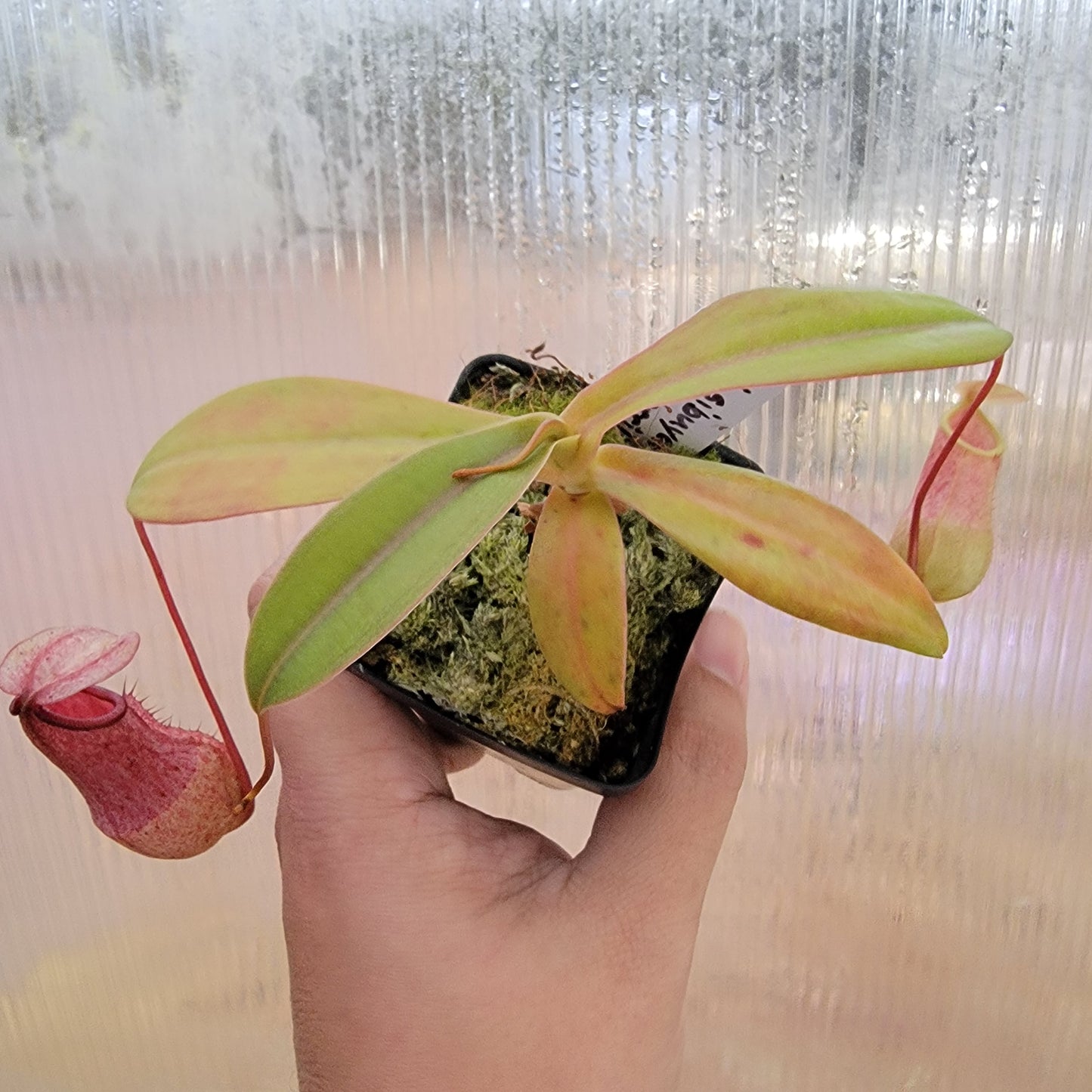 Nepenthes sibuyanensis x merriliana BE