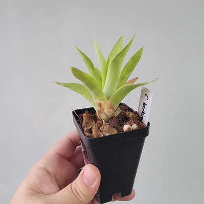 Catopsis berteroniana