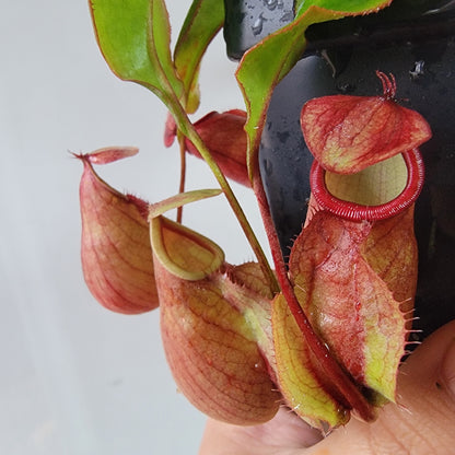 Nepenthes viking x lowii x campanulata 'Giant' PP