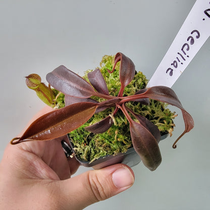 Nepenthes ceciliae BCP