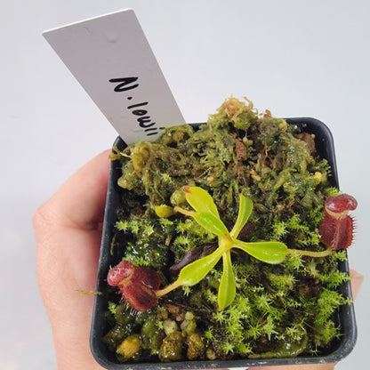 Nepenthes lowii BE *New Clone*