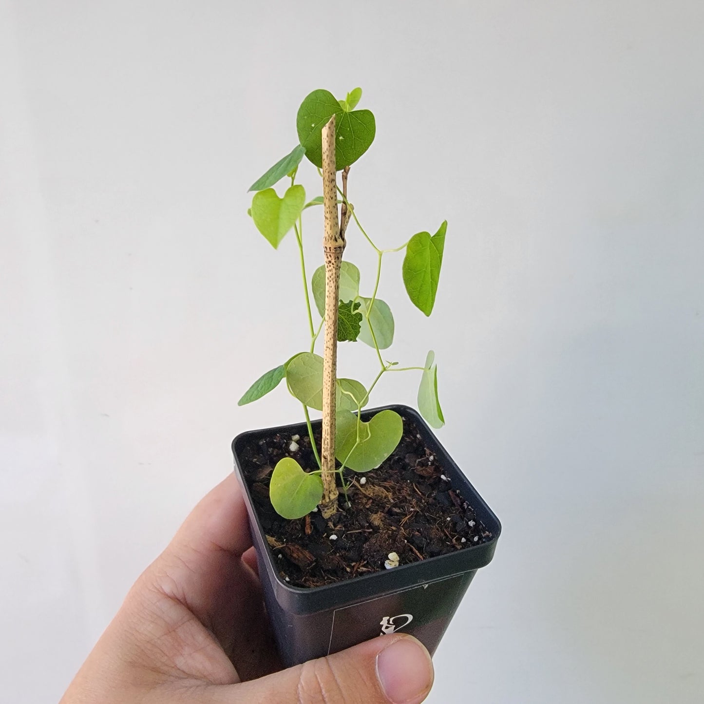 Aristolochia argentina