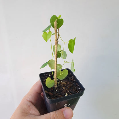 Aristolochia argentina