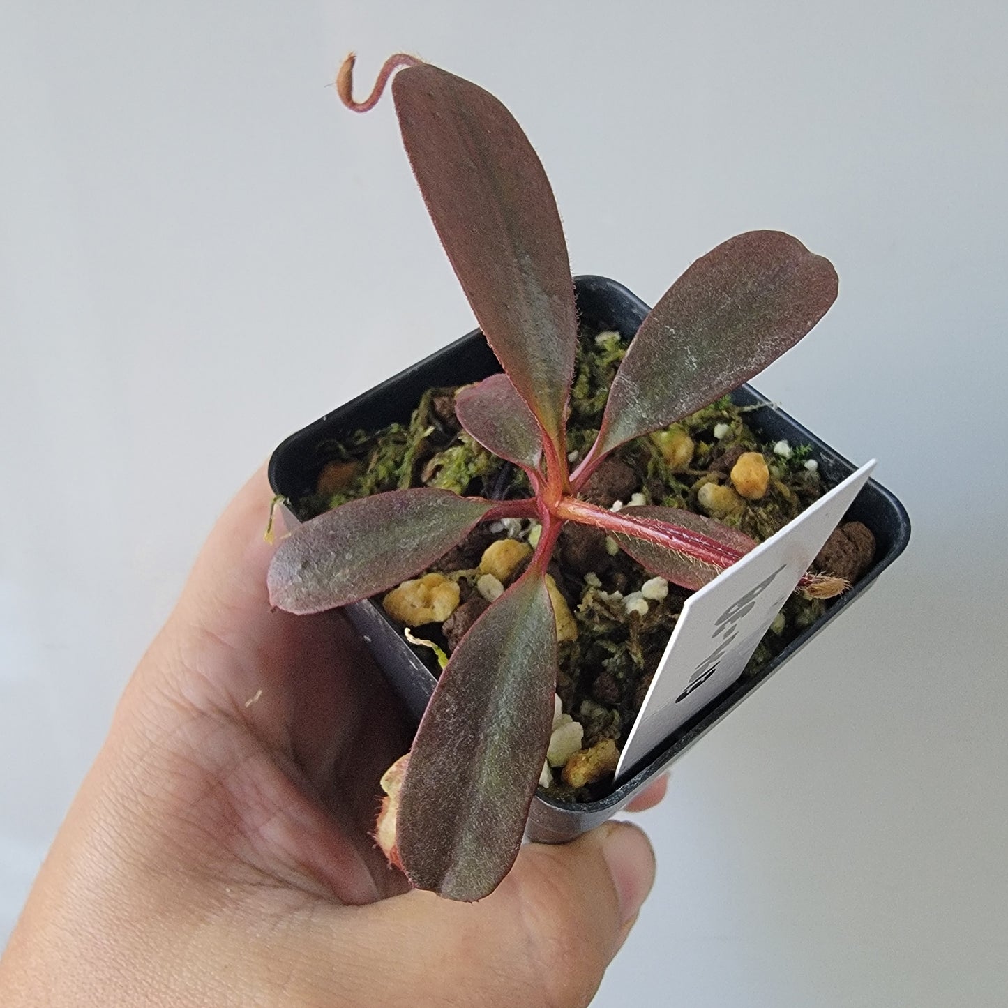 Nepenthes peltata BE *Select Clone*