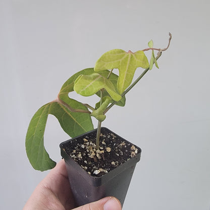 Aristolochia macroura