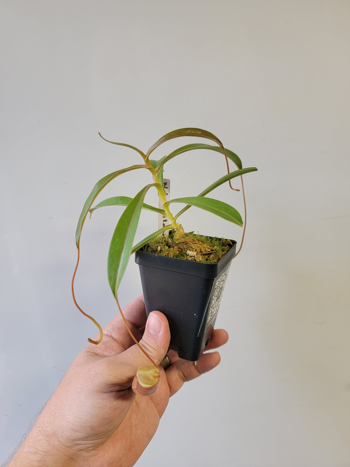 Nepenthes barcelonae BE