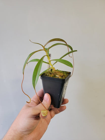 Nepenthes barcelonae BE