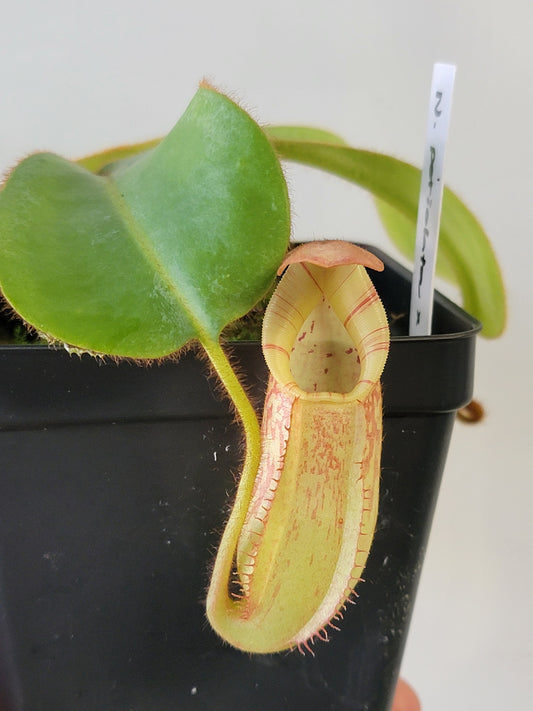 Nepenthes petiolata x veitchii BE