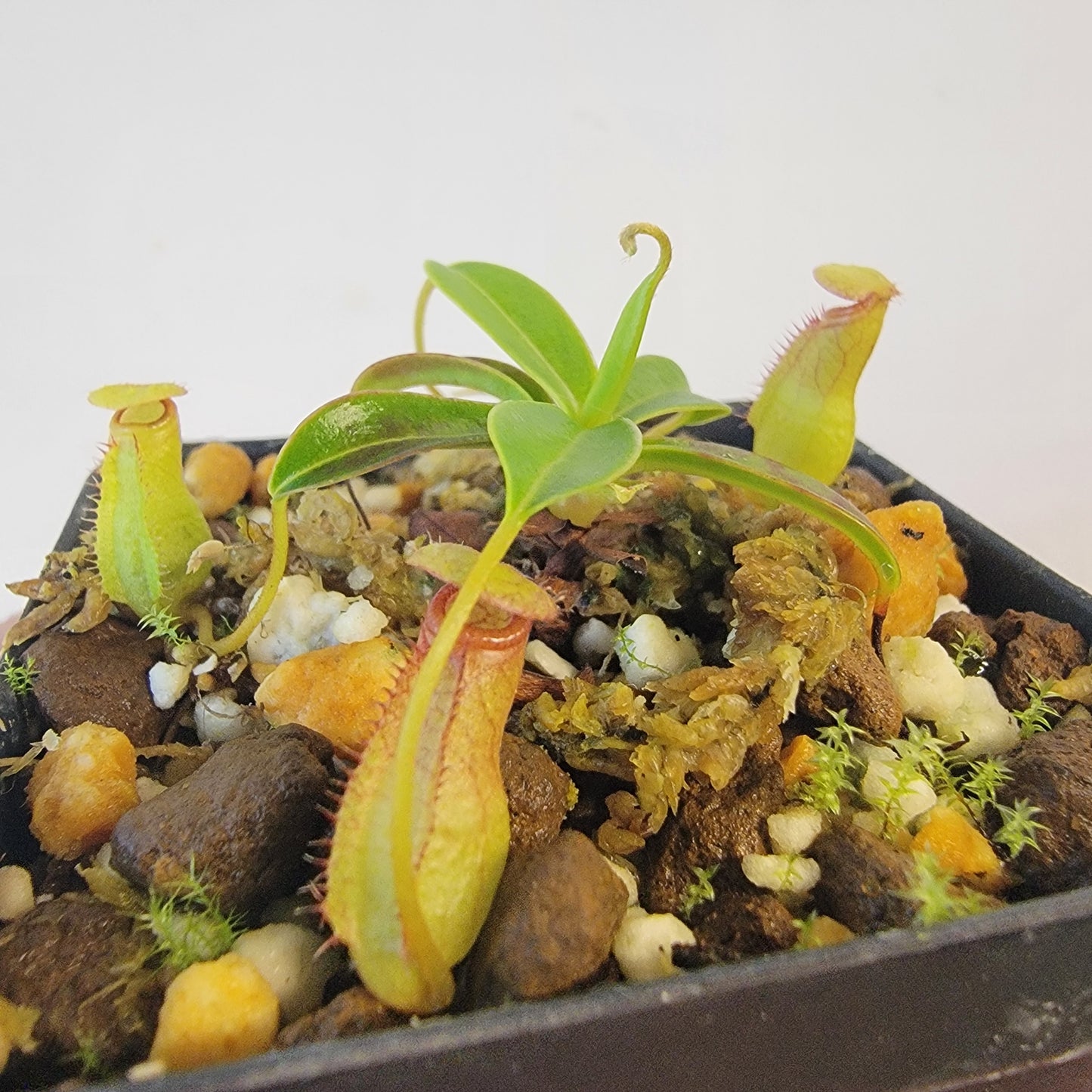 Nepenthes pervillei BCP