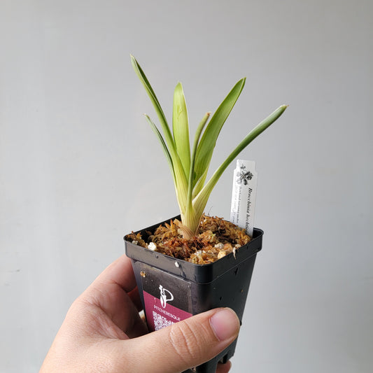 Brocchinia hechtioides BCP