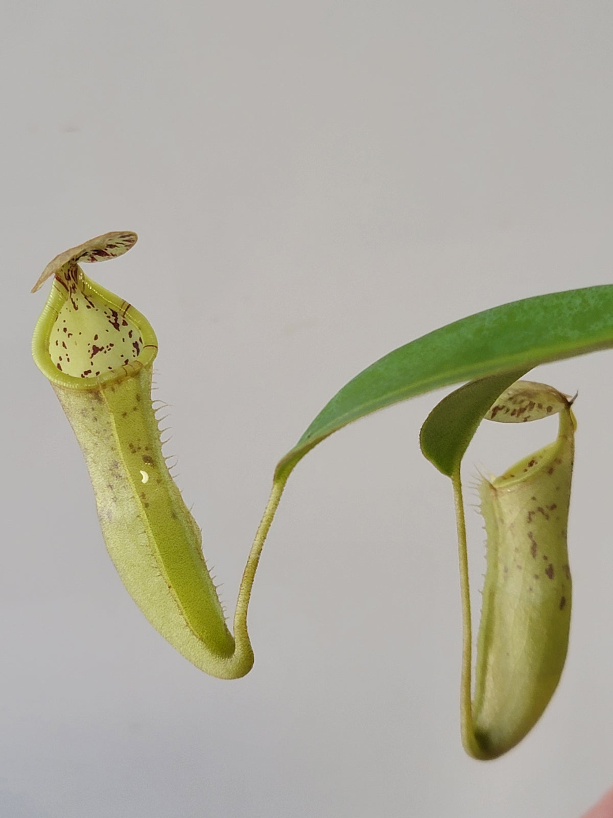 Nepenthes burbidgeae x campanulata BE