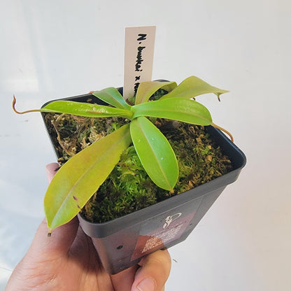 Nepenthes burkei x tenuis BE