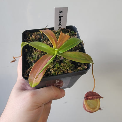 Nepenthes burkei x tenuis BE