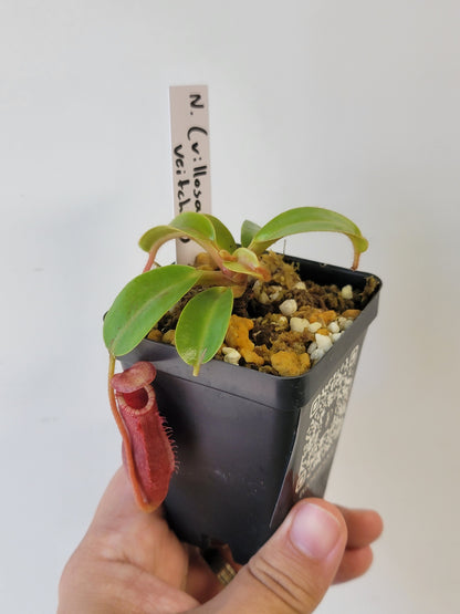 Nepenthes villosa x veitchii (striped peristome) BE