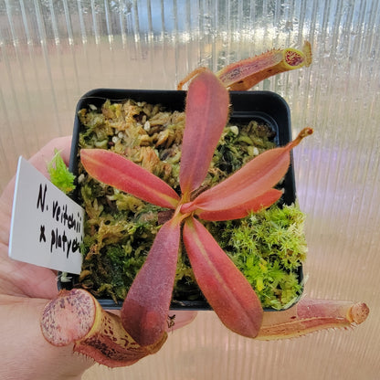 Nepenthes veitchii x platychila BE