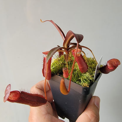 Nepenthes densiflora BE