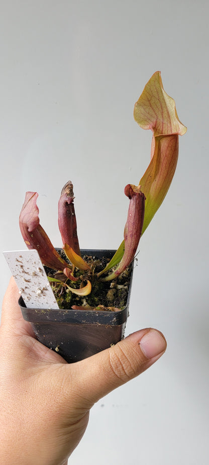 Sarracenia "Maroon"