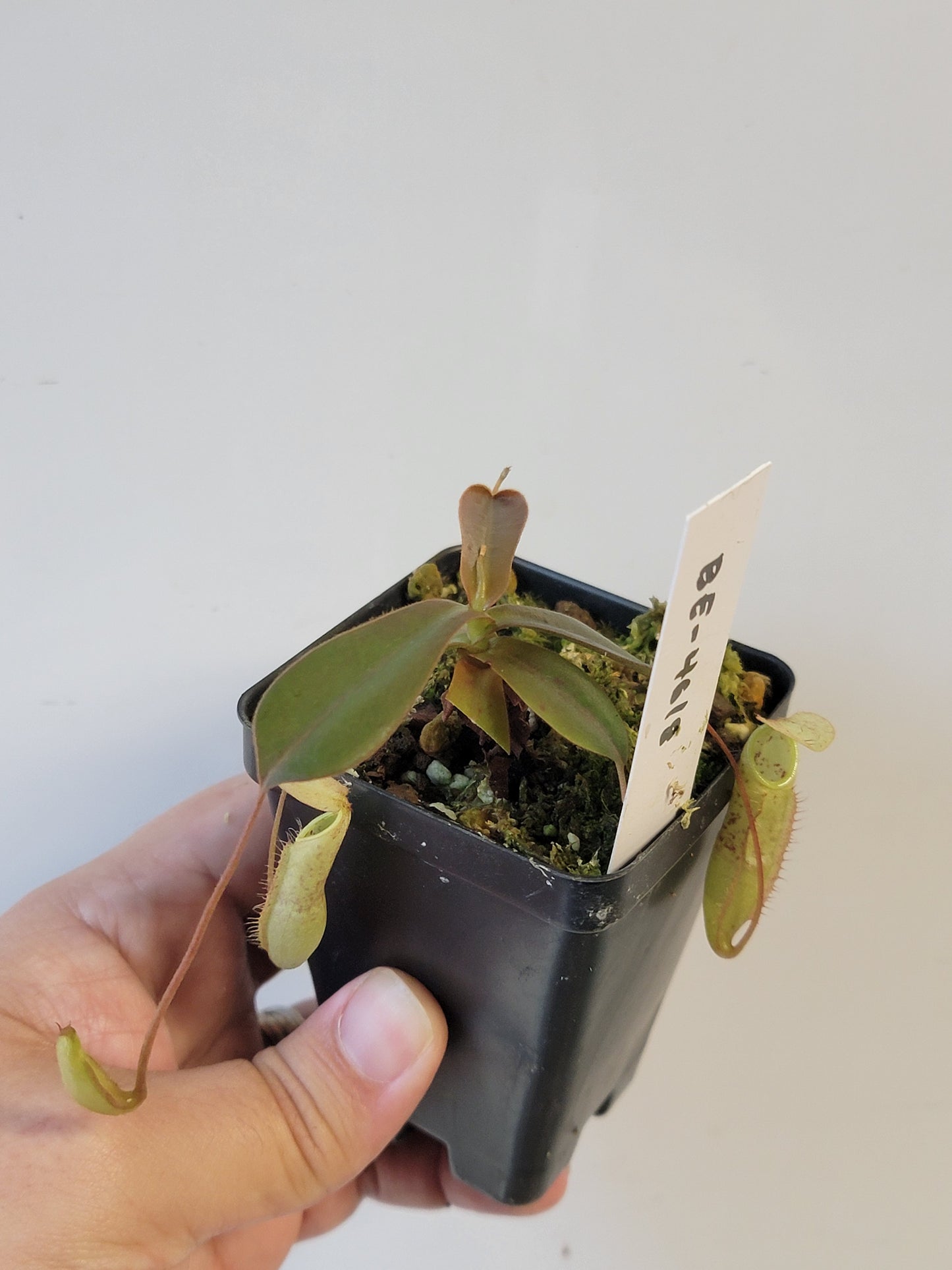 Nepenthes mapuluensis BE