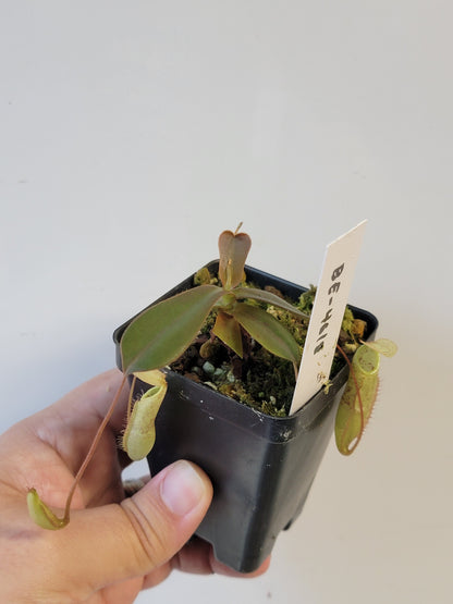 Nepenthes mapuluensis BE