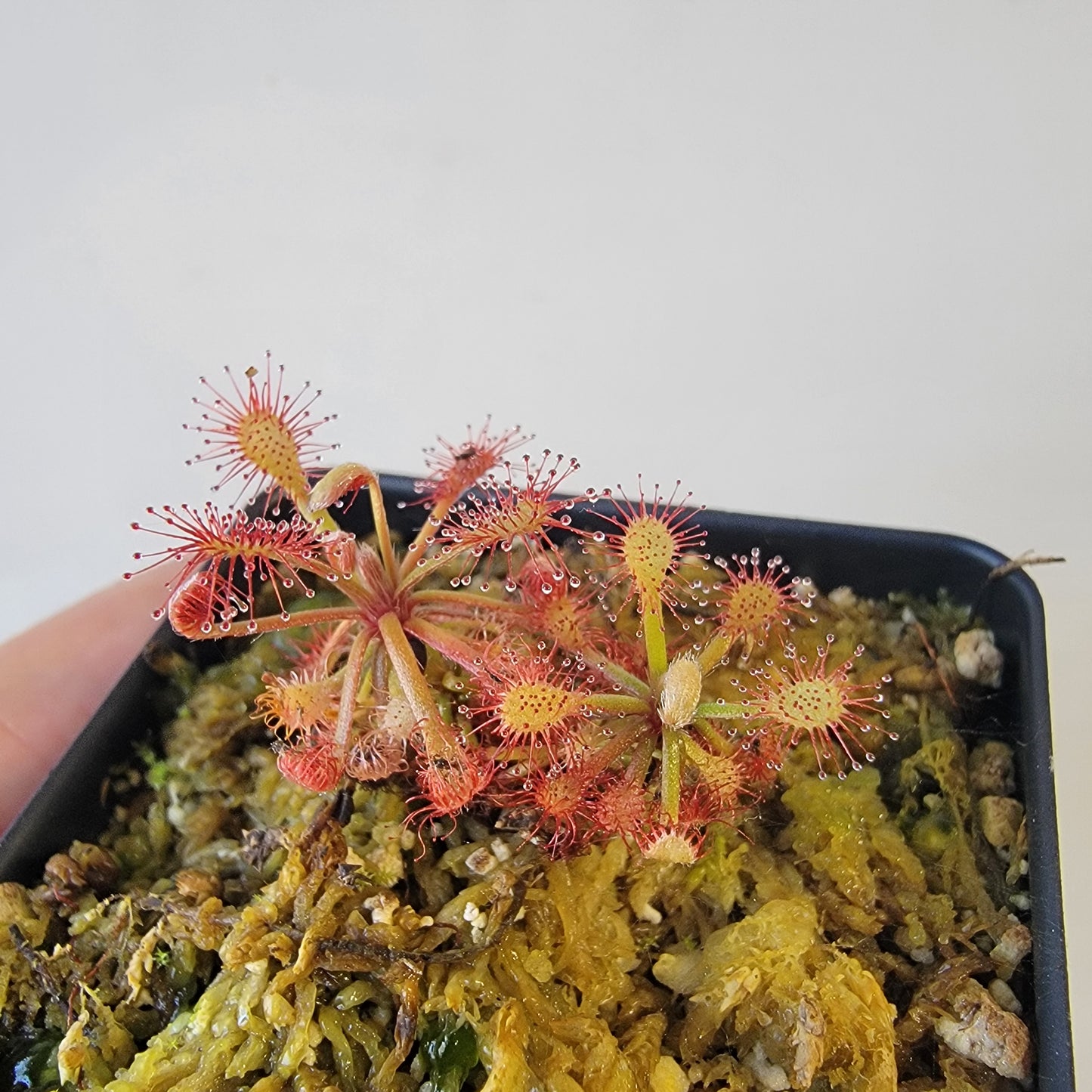 Drosera aff. roraimae BCP