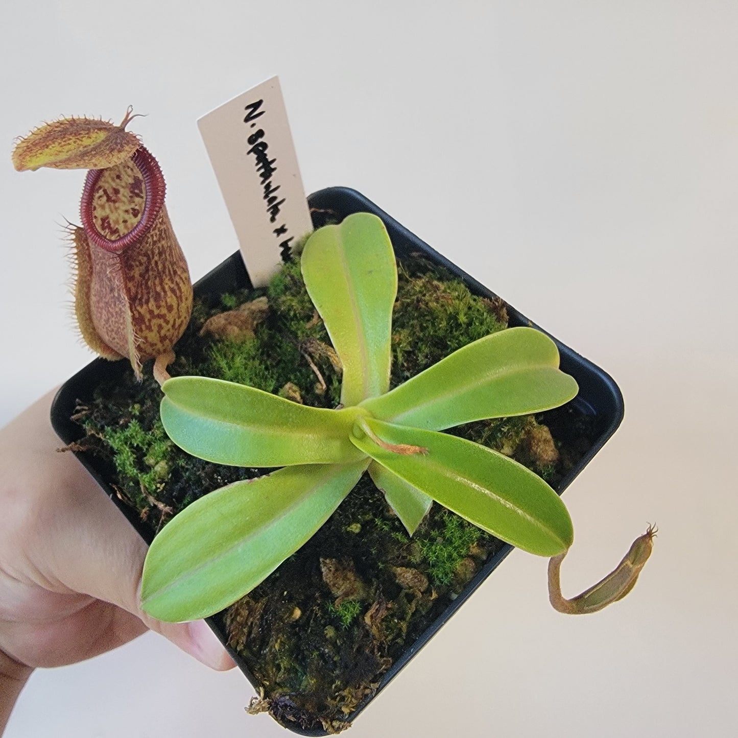 Nepenthes spathulata x hamata 'Tambusisi' BE