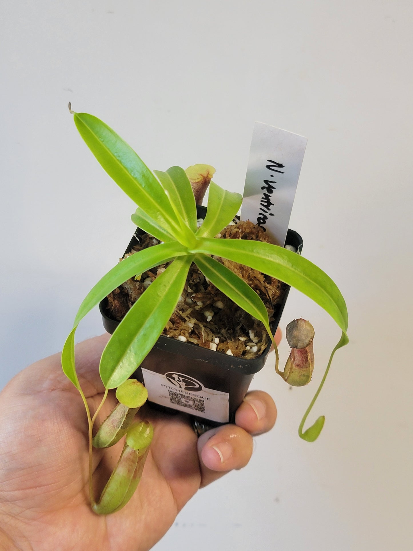Nepenthes ventricosa 'Madja-as' BE