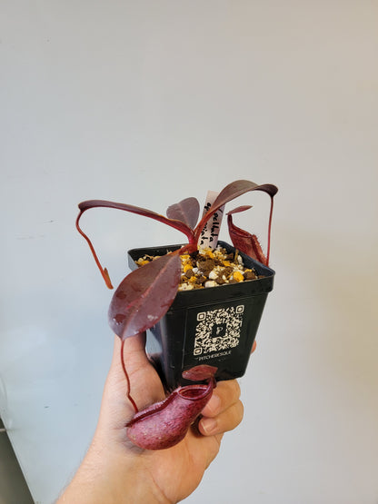 Nepenthes peltata x ephippiata BE